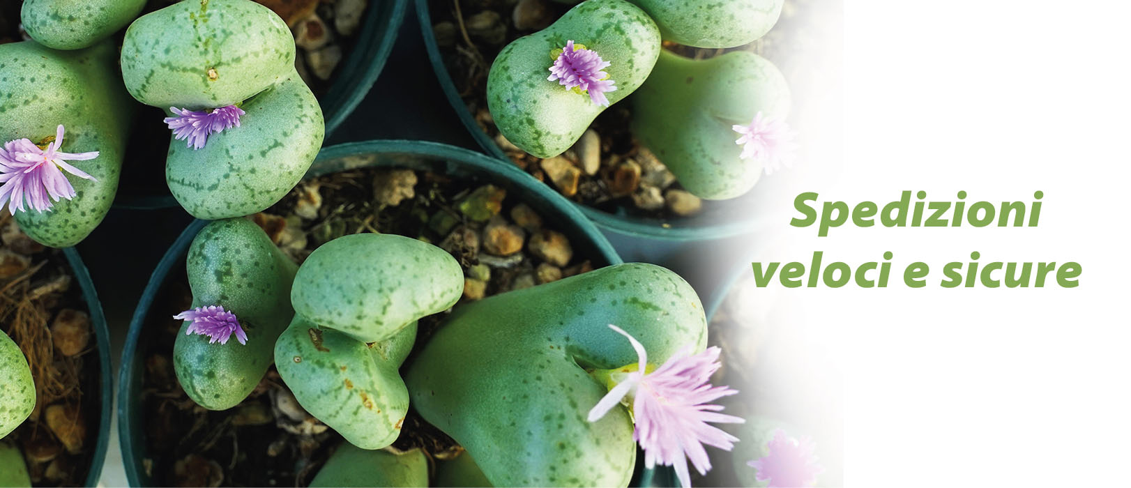 Spedizioni veloci e sicure